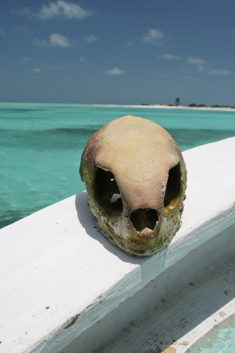 the skull of a seat turtle in Arrecife Alacranes
