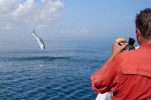 Baby tarpon  in mid air being caught in Rio Lagartos Yucatan Rio Lagartos Adventures