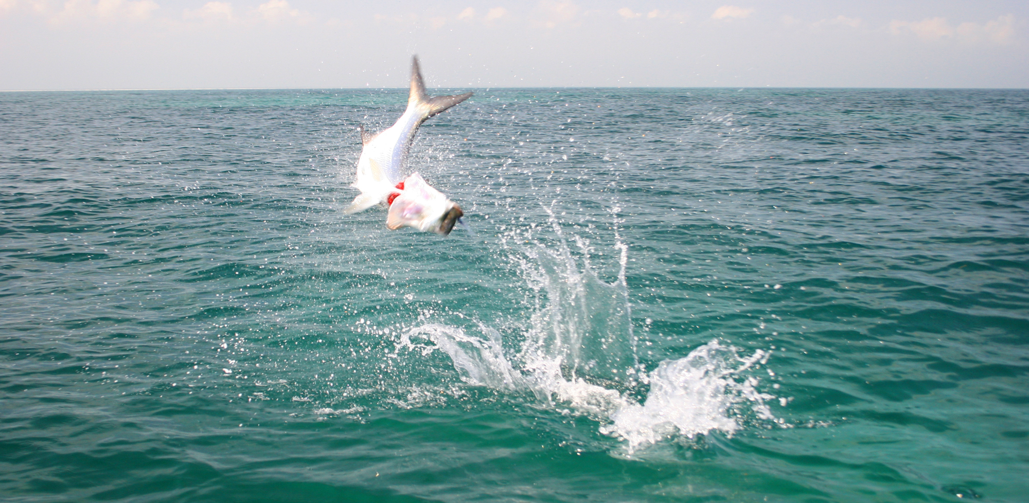 Giant Tarpon - Flyfishing Yucatan