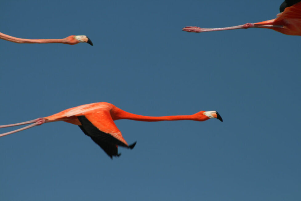 Flamingos in Rio Lagartos Yucatan